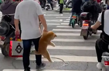 过马路的时候，大叔直接就提起狗狗走！狗：难道我是手提包吗？