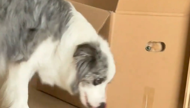 狗子踩了猫咪的尾巴，猫咪生气的钻进箱子观察狗子
