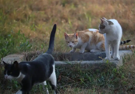 深夜猫叫VS生物灭绝，流浪猫引发的蝴蝶效应