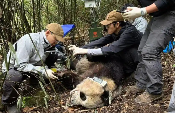 300多只大熊猫挂过他的“专家号”