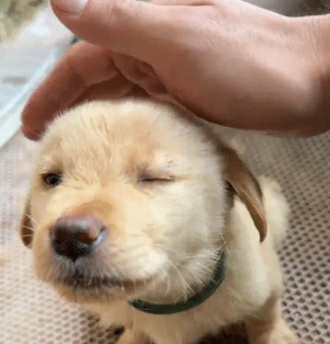 男子摸狗头不触摸狗子的头，这样就不用洗手~