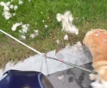 女子吐槽柯基掉毛，一抓一大把的毛。网友：蒲公基 