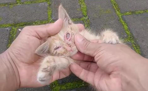 河边饿猫被救，城市流浪动物困境