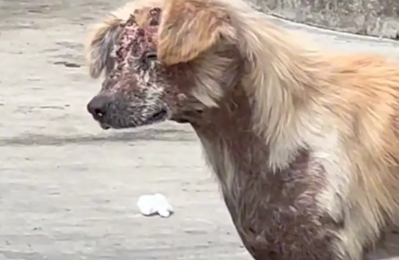 流浪狗遭村民开水泼烟头烫，连长相都看不清了