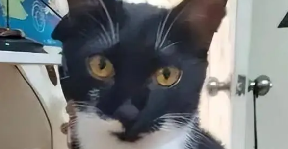 超凶小猫在宠物店洗澡秒变乖巧，主人傻眼！