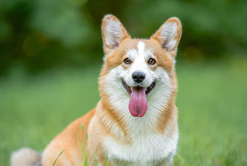 “代班”遛狗意外伤人，狗主人、代班者和逗狗人均被判担责