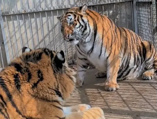 美女虎和爆丑公虎恋爱两年，一点动静没有，这可急坏了饲养员