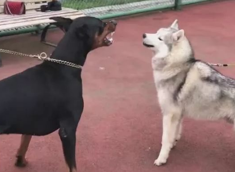 见到这狗二哈吵架都怂了，二哈：我看你敢咬我？ 