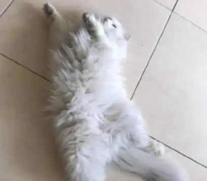 白猫出去玩回来后变大灰猫，被教训了还耍无赖