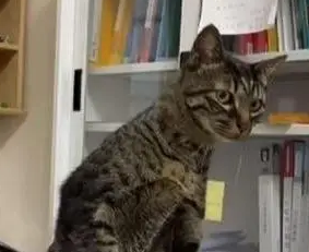 猫咪突然站在电话旁，被主人发现后露出“心虚”表情
