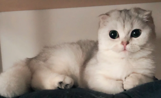 全国首家宠物航站楼正式启用，提供宠物托运一站式服务