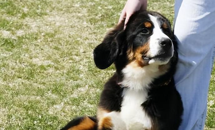 狗狗为保护主人，勇敢驱赶闯入者