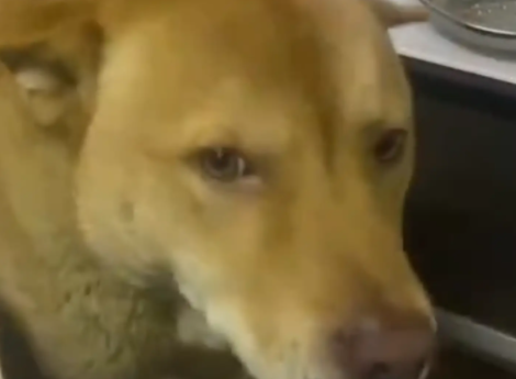 女子睡了一天，狗子饿坏了，将女子叫醒。狗：我准备去炒俩菜，你吃吗……