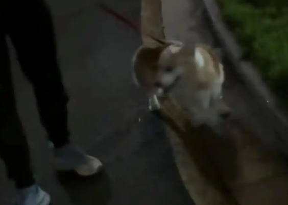 男子遛狗咬伤孕妇，拒绝道歉称“你让狗给你道歉”