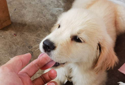 网购的宠物狗只活了3天！买家索赔，法院判了