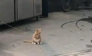 女子出门逛街，路遇一只小橘猫，被小橘猫的姿势萌到了