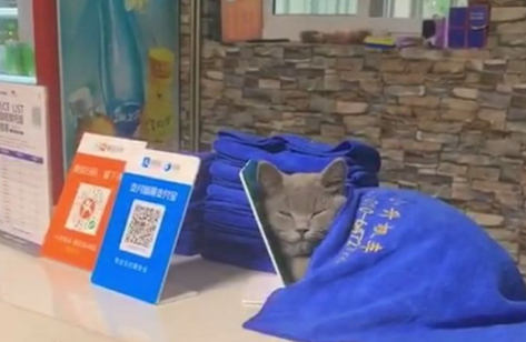 猫咪靠着支架睡，小哥拿毛巾给它盖，网友：醒醒，等着扫码付款呢