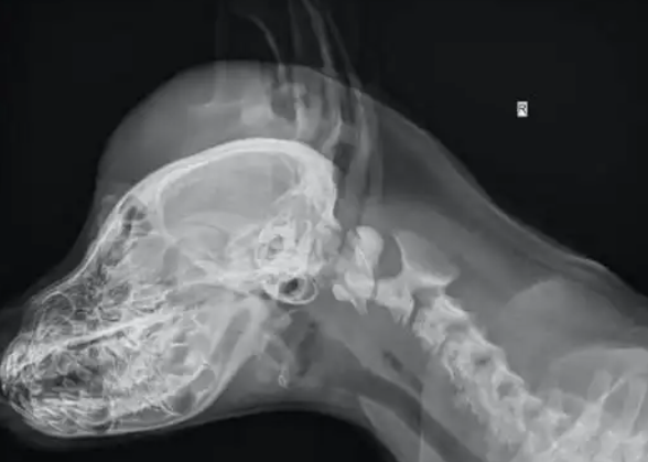 狗狗头上起了个大包，医生道出原因后网友笑哭了