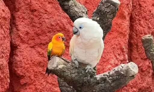 “鹦鹉隔着笼子喊妈妈”、“主人饲养不合法被强制带走”？