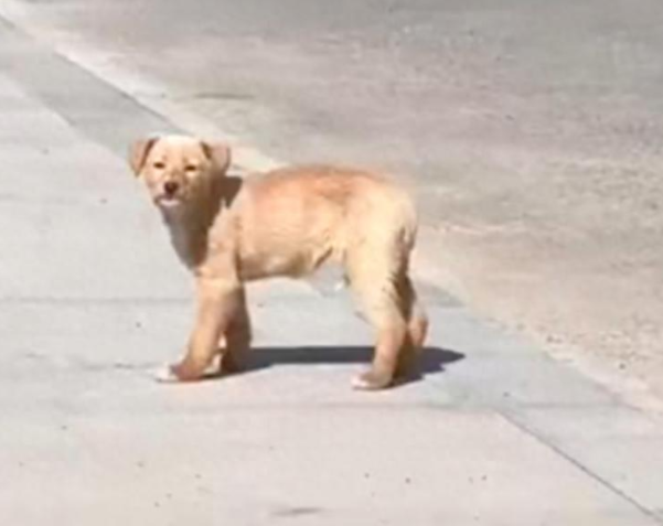 怕人的小流浪狗在小区徘徊，女士用爱感化了它