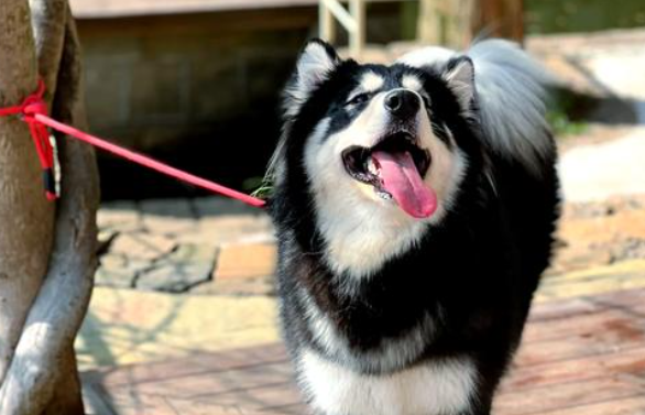 宠物行业情报：全球宠物市场规模突破3000亿美元