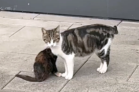 小猫因意外双腿瘫痪，猫妈妈不离不弃，有妈妈在它就不是流浪猫