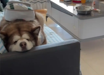 男子朋友跟女朋友分手，狗子判给了男子