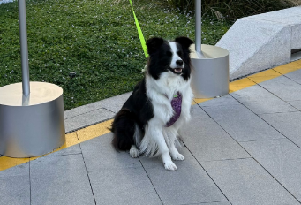 宠物经济成为新引擎 上海加速布局宠物友好空间