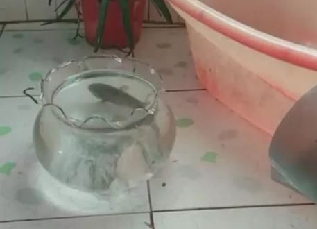 这鱼带回家后才明白为什么能在路边捡到它，网友：这鱼叫六眼飞鱼 