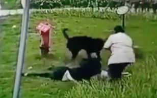 3岁女童遭狗群撕咬，已找到2只涉事狗的主人