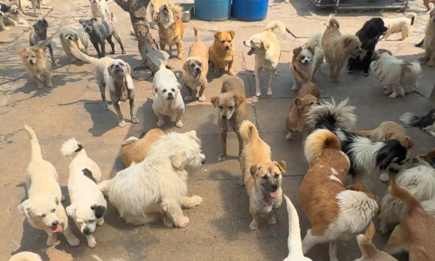 77岁老人25年收留上千只流浪狗，因癌症动过三次手术