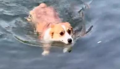 女主人在岸边叫坐船的柯基过来，没想到它真的跳进河里，往岸边游 