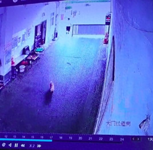 狗狗走丢半个月后，自己狂奔跑回自己家！
