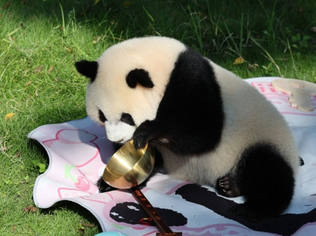 重庆动物园大熊猫“奇颖”满一岁啦！可爱抓周萌翻全场