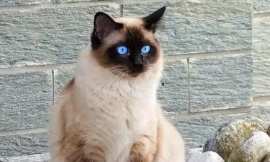 宠物经济激发青年消费，全国现存宠物经济相关企业超483.1万家