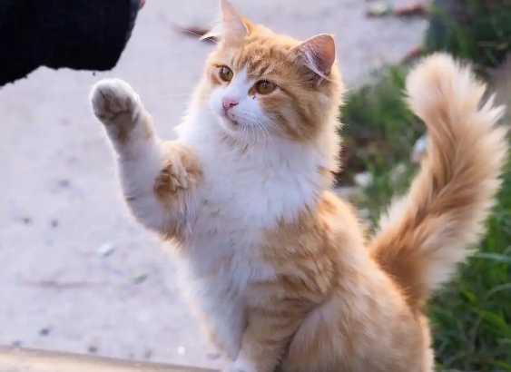 深夜猫叫VS生物灭绝，流浪猫引发的蝴蝶效应