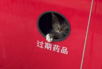 那只雨天躲在回收箱里，邀请人类一起避雨的小流浪猫，终于有家啦