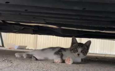 带小猫上门求助的猫妈妈，把食物主动让给孩子，几天后竟消失不见