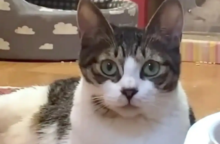 投喂多天的小流浪猫消失了，它再次出现时，竟无法直立行走