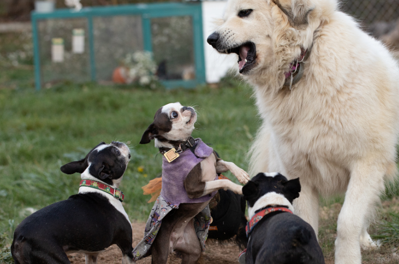 狗狗“互殴”主人闹心 城阳民警耐心化解养犬纠纷