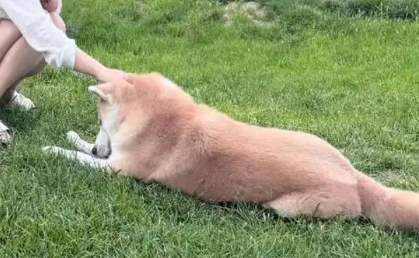 第五届 TOPS 上海它博会开幕，“它经济”持续走热