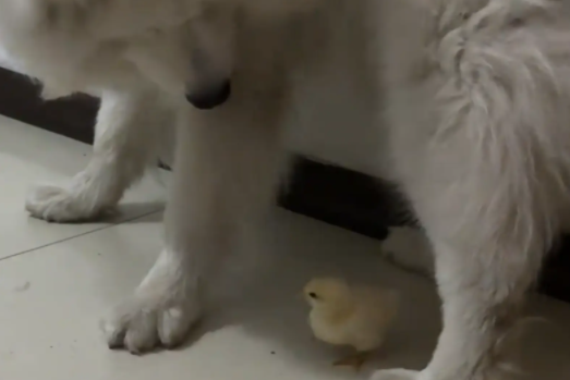 萨摩耶跟小鸡玩耍，不小心用爪子摁住小鸡。鸡：俺不中了