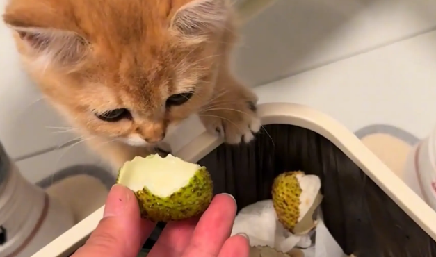 猫咪拒绝主人给的荔枝壳，头摇得跟拨浪鼓一样