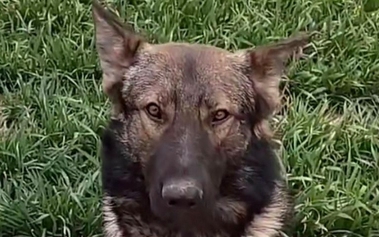 狗主人是小女孩爷爷？热点事件中的谣言抹黑该休矣