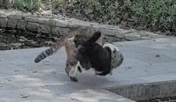 两只猫打架，意外落水成“落汤猫” 