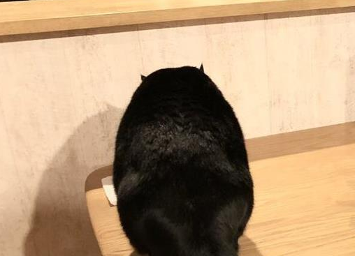 一进门看到“黑熊”现身，妹子差点吓傻