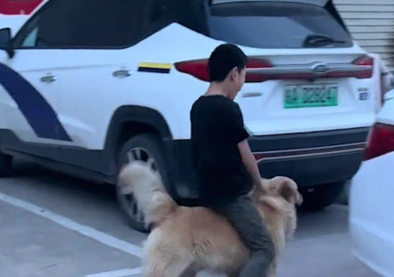 女子儿子把金毛当坐骑，看呆俩小奶狗