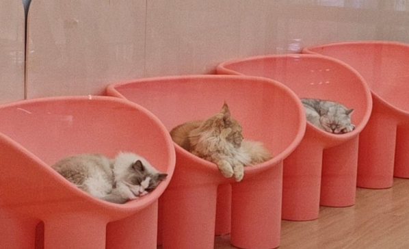 长宁区 “萌宠欢乐节” 启幕，吸引游客前往体验