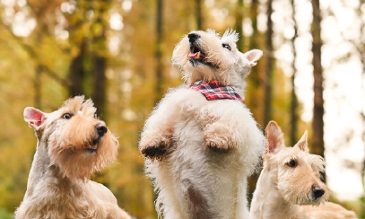 宠物如何成为家庭新宠并引领消费新风尚