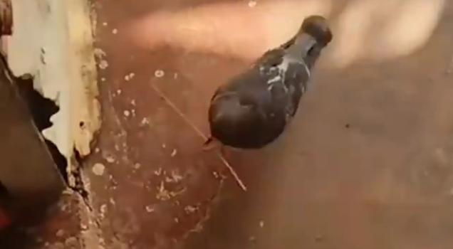 家里的猫咪下崽了，最忙的却是鸽子